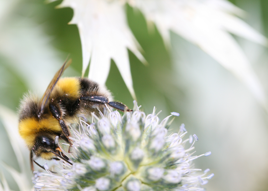 Bee on Miss Wilmott's Ghost